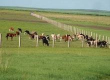 養殖場鐵絲網圍欄 養殖場鐵絲網圍欄